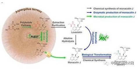 青島能源所降血脂藥物辛伐他汀前體物 Monacolin J 生物合成研究獲進展