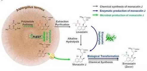 降血脂藥物辛伐他汀前體物Monacolin J生物合成研究獲進展